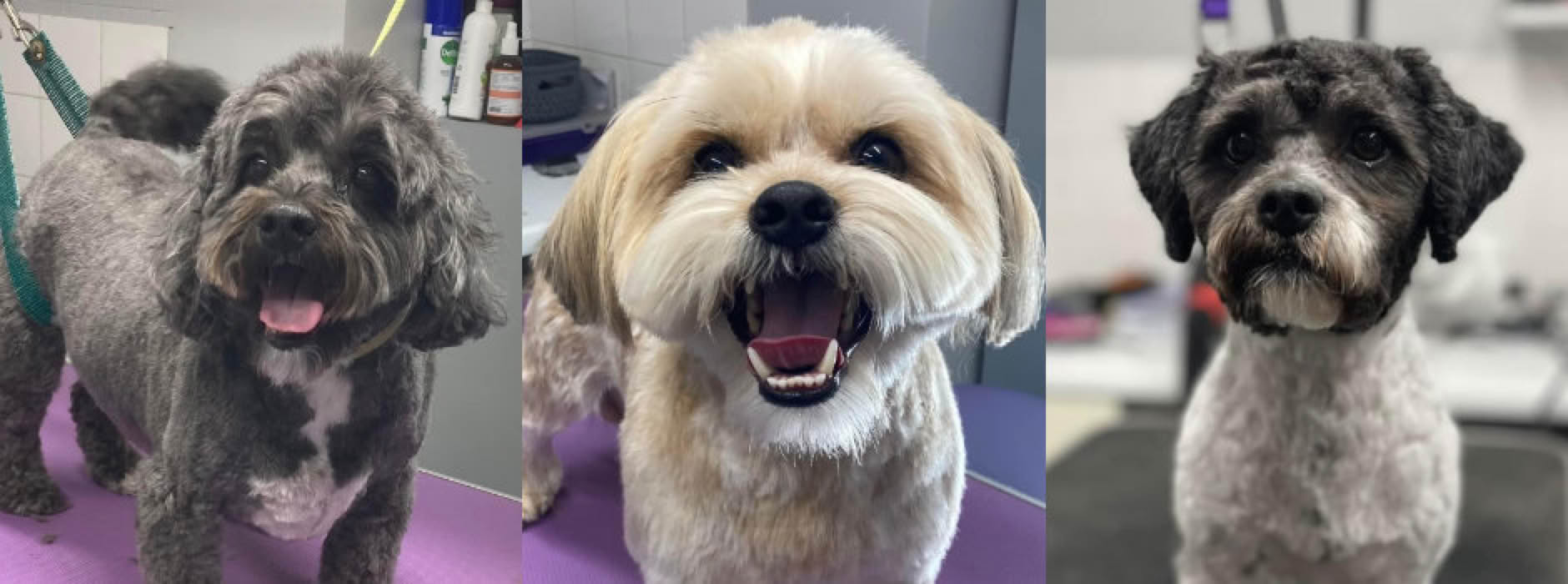 Dog Grooming in Sittingbourne, Kent