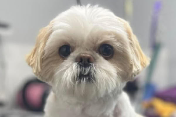 Contact us for Dog Grooming in Sittingbourne, Kent